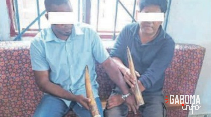 Mouila : Un Philippin et un Gabonais appréhendés pour trafic de pointes d’ivoire