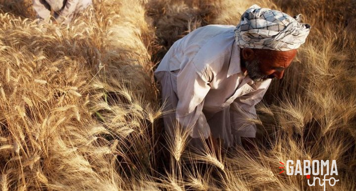 Les prix mondiaux des denrées alimentaires ont encore baissé en décembre