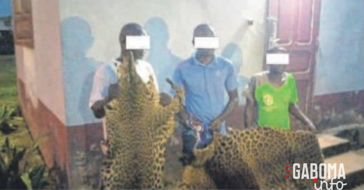 Mouila : 2 Maliens et un Gabonais saisis avec 20 dents et deux peaux de panthères